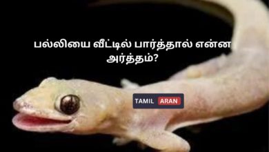 பல்லியை வீட்டில் பார்த்தால் என்ன அர்த்தம்?