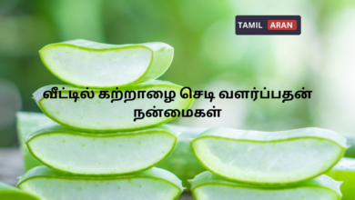 வீட்டில் கற்றாழை செடி வளர்ப்பதன் நன்மைகள்