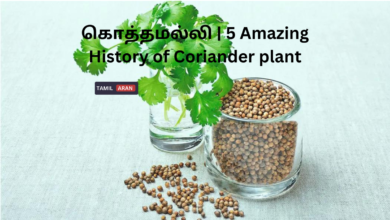 கொத்தமல்லி | 5 Amazing History of Coriander plant