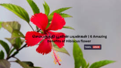 செம்பருத்தி பூவின் பயன்கள் | 6 Amazing Benefits of Hibiscus flower