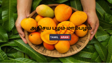 அதிசய பழம் மாம்பழம்