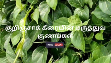 குறிஞ்சாக் கீரையின் மருத்துவ குணங்கள்