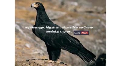 கருங்கழுகு: தென்னாசியாவின் வலிமை வாய்ந்த பறவை