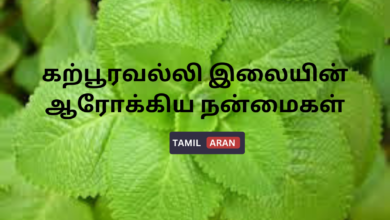 கற்பூரவல்லி இலையின் ஆரோக்கிய நன்மைகள்