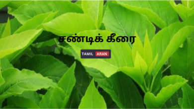 சண்டிக் கீரை