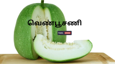 வெண்பூசணி