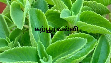 கற்பூரவல்லி