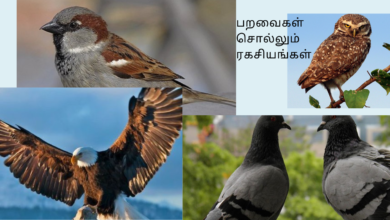 பறவைகள் சொல்லும் ரகசியங்கள்