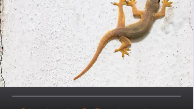 வீட்டில் பல்லி