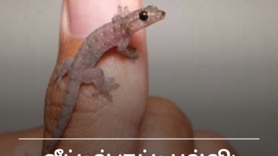 வீட்டில் குட்டி பல்லி: அதிர்ஷ்டமா அல்லது ஆபத்தா?