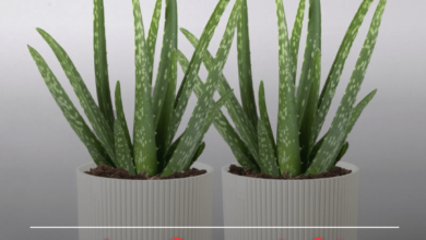 வாஸ்து தோஷம் நீங்க, கற்றாழை செடியை இப்படி வைத்து பாருங்கள்!