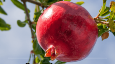 தினமும் மாதுளை சாப்பிட்டால் என்னென்ன நன்மைகள் கிடைக்கும்?