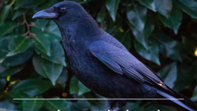 காகம்: தலையில் தட்டினால் நம் வாழ்க்கையில் என்ன மாற்றங்கள் ஏற்படும்?