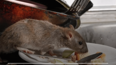 வீட்டில் எலிகளை ஒழிக்க என்ன செய்யலாம்?