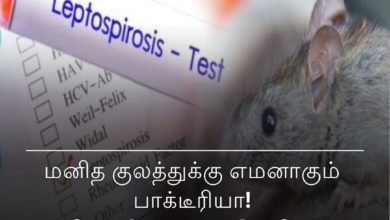 எலிக்காய்ச்சல்