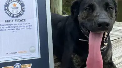 கின்னஸ் சாதனை